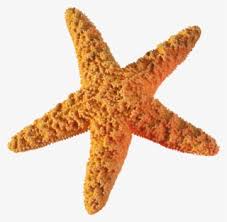 Eco friendly durable colorful rubber starfish shaped squeaky dog. Starfish Cartoon Gambar Bintang Laut Kartun Transparent Png 900x860 Free Download On Nicepng