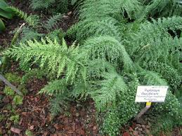Image result for Asplenium chaseanum