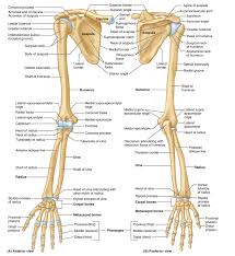 In humans it is shorter than the other bone of the forearm, the ulna. Anatomy Bones Of The Upper Limb Diagram Quizlet