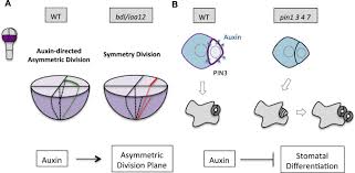 We did not find results for: Polarity In Plant Asymmetric Cell Division Division Orientation And Cell Fate Differentiation Sciencedirect