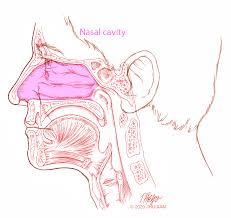 What is nasal cavity definition, what is the function of nasal cavity, role of mucus in nasal cavity, anatomy, structure, nasal cavity bones, labeled diagram. Nasal Cancer Sinus Cancer Johns Hopkins Medicine
