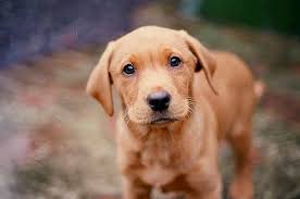 Golden retrievers always rank high among the most popular breeds in the united states. Red Golden Retriever Puppies Orlando Fl