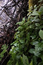 Image result for Dorstenia brownii