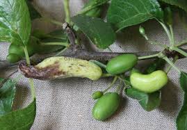Maybe you would like to learn more about one of these? Pests And Disease Of Plum Trees