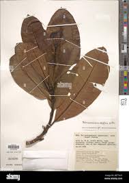 Image result for Tabernaemontana stapfiana