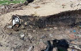 The remains of a sea creature have washed up on a Welsh beach | Wales Online