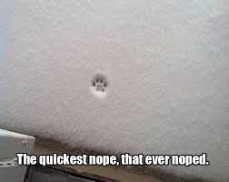 Cat Snow Nope Funny Animal Pictures Bones Funny Funny Pictures