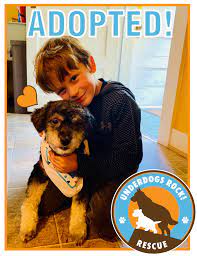 Contact our pet rehoming coordinator, or request zuchon shichon teddy bear dog rehoming services today. Underdogs Rock Rescue Portland Oregon Dog Rescue