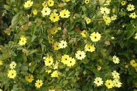 Image result for Thunbergia alata