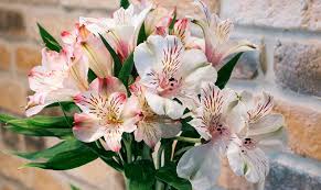 Das pflanzen von lilien stellt keine besonderen kenntnisse dar. Lilien Pflanzen Pflegen Uberwintern