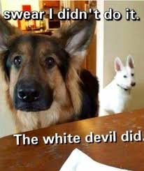 Pin By Skm Nerveza On White German Shepards More Funny Animals Animal Memes Cute Animals