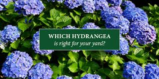Maybe you would like to learn more about one of these? Choosing The Right Hydrangea Crocker Nurseries