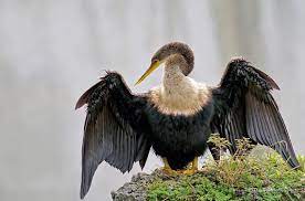 The Anhinga Sometimes Called Snakebird Darter American Darter Or Water Turkey Is A Water Bird Of The Warmer Parts Of The Americas Bird Art Images Winston