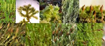 Image result for Anthospermum ammannioides