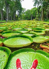 Botanical Gardens Pamplemousse Mauritius Which City To Travel Mauritius Botanical Gardens Travel Pictures