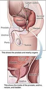 Maybe you would like to learn more about one of these? Prostate Gland Meaning In Tamil