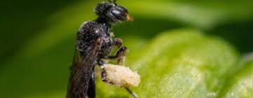 Image result for Isoglossa perdita