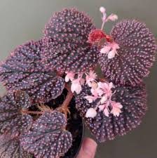 Image result for Begonia poculifera