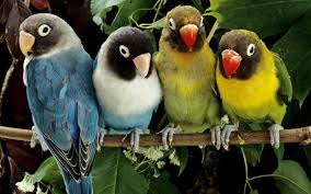Love Birds Hd Wallpapers Wallpaper Cave Nice, amazing, lovely, wonderful, cute, admirable, beautiful love bird.love birds wallpaper wallpapers for free download. love birds hd wallpapers wallpaper cave