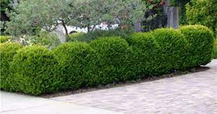 Buxus Microphylla Japonica Shrubs For Landscaping Garden Nursery Box Wood Shrub