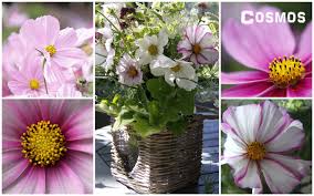All of this makes them a great flower for introducing children to gardening. Grow Cosmos From Seed Country Garden Uk