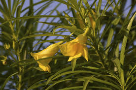 Where to see wildflowers in phoenix. Yellow Oleander Information Learn About Yellow Oleander Trees