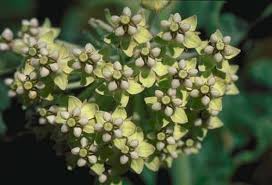 Image result for Polycarpaea eriantha