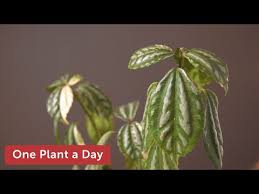 Image result for Pilea bambuseti