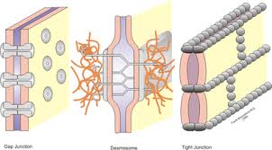 Maybe you would like to learn more about one of these? Cell Cell Interaction Wikipedia