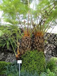 Image result for Grewia barombiensis