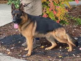 Central illinois german shepherd dog rescue, urbana, il. German Shepherd Puppies For Sale In Illinois Regis Regal
