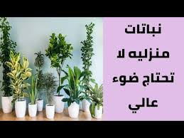 نباتات منزلية لا تحتاج ضوء عالي youtube