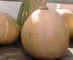 Johns, of brighton's culture center, said early so, pumpkin frybread may appear at any given holiday party or special occasion. Tropical Squash For Florida Osceola News Gazette