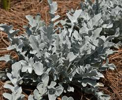 Image result for Centaurea ragusina