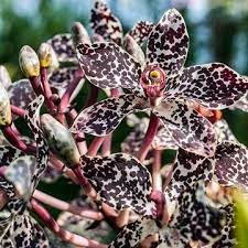 Grammatophyllum Wallisii Sp Cattleya Orchid Orchid Plants Flower Spike