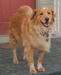 Talking Dogs At For Love Of A Dog Love Of A Dog Unique Dog Breeds Rare Dog Breeds