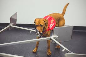 How dogs pick up the scent. Local Scientists Research New Method To Sniff Out Prostate Cancer With The Help Of Dogs Santa Monica Daily Press