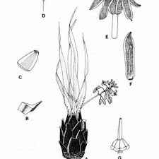 Image result for Ledebouria macowanii