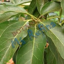 Planta Aguacate Fresh Avocado Leaves