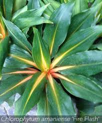 Image result for Chlorophytum sparsiflorum