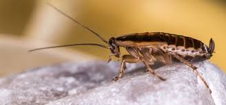 Since 1982, we've provided recommendations for insect and rodent control using protection against ants, bed bugs roaches, mice,rats, squirrels termites, beetles, fleas, ticks and spiders. Diy Pest Remedies To Get Rid Of Cockroaches For Homes