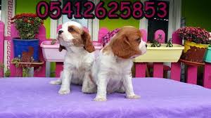 Satilik Cavalier King Charles Satilik Cavalier King Charles Kopek Kopekseverler Kopeksahiplendirme Kope Cavalier King Charles King Charles Cavalier