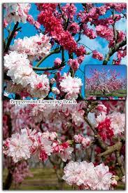 Browse our wide selection of beautiful accent trees, flowering shrubs, & perennials. 340 Trees Ideas In 2021 Plants Flowering Trees Planting Flowers