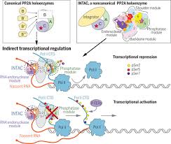 We did not find results for: Identification Of Integrator Pp2a Complex Intac An Rna Polymerase Ii Phosphatase Science
