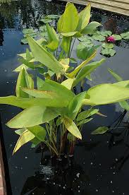 Image result for Thalia geniculata