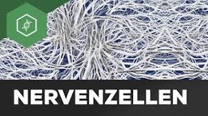 Wie dies genau funktioniert, hat reinhard jahn, direktor am. Nervenzelle Einfach Erklart Aufbau Funktion Youtube