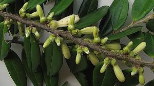 Image result for Xylopia acutiflora