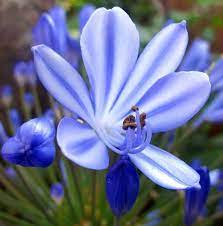 Agapanthus Wikipedia The Free Encyclopedia Agapanthus Flower Farm Blue Flowers