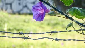 A friend sent me this photo to see if i recognize this fall blooming climbing vine. Wallpaper Leaves Grass Sky Purple Branch Green Evening Morning Sun Metal Blossom Graffiti Spring Sharp Adelaide Tree Leaf Barbed Flower Backlit Flora Vine Petal Lumix Entwined Wildflower Glory Twig Plant Stem