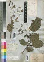 Image result for Usteria guineensis
